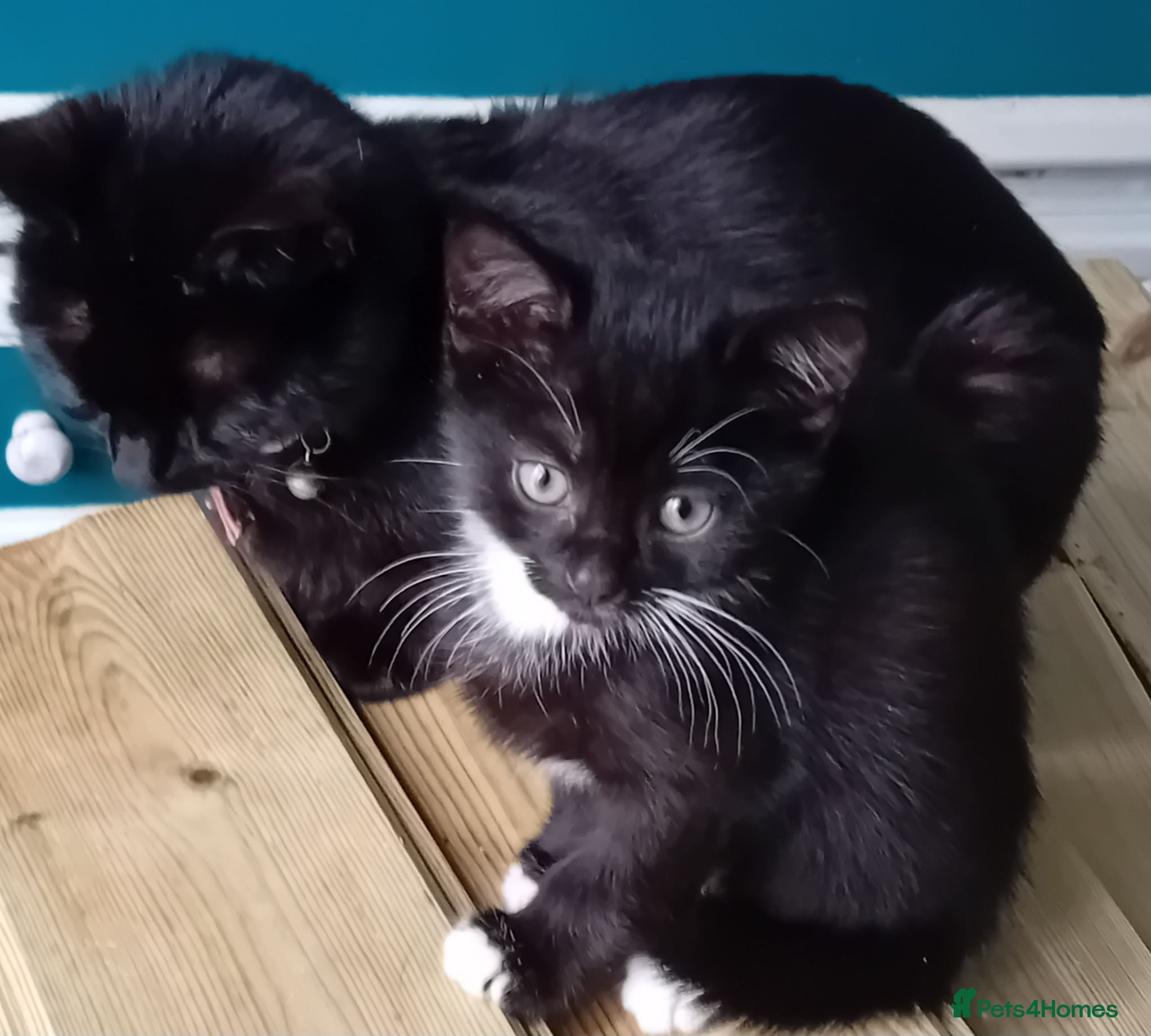 Domestic Shorthair cats Five beautiful kittens looking for forever home - Advert 6