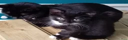 Domestic Shorthair cats for sale: Five beautiful kittens looking for forever home - Advert 1