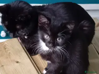 Domestic Shorthair cats Five beautiful kittens looking for forever home - Advert 4