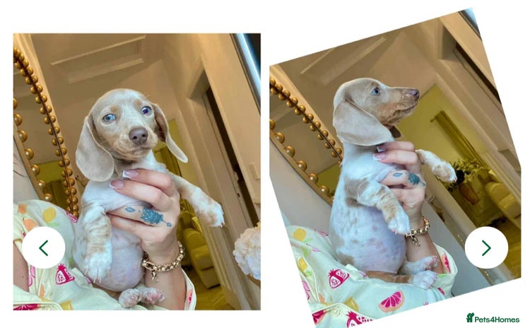 Miniature Dachshund dogs - Advert 2