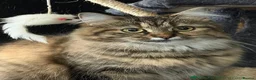 Mixed Breed cats for sale: Beautiful Long Haired x Short Haired Kittens 🐱💚 - Advert 6
