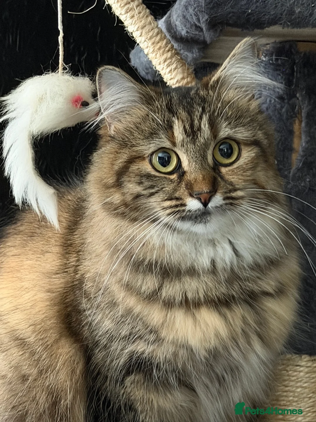 Mixed Breed cats for sale: Beautiful Long Haired x Short Haired Kittens 🐱💚 - Advert 6
