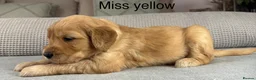 Goldendoodle dogs for sale: HEREDITARY HEALTH TESTED MUM. DNA TESTED DAD - Advert 8