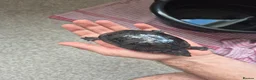 Turtle reptiles for sale: 3 x Black musk turtles in Hailsham - Advert 4