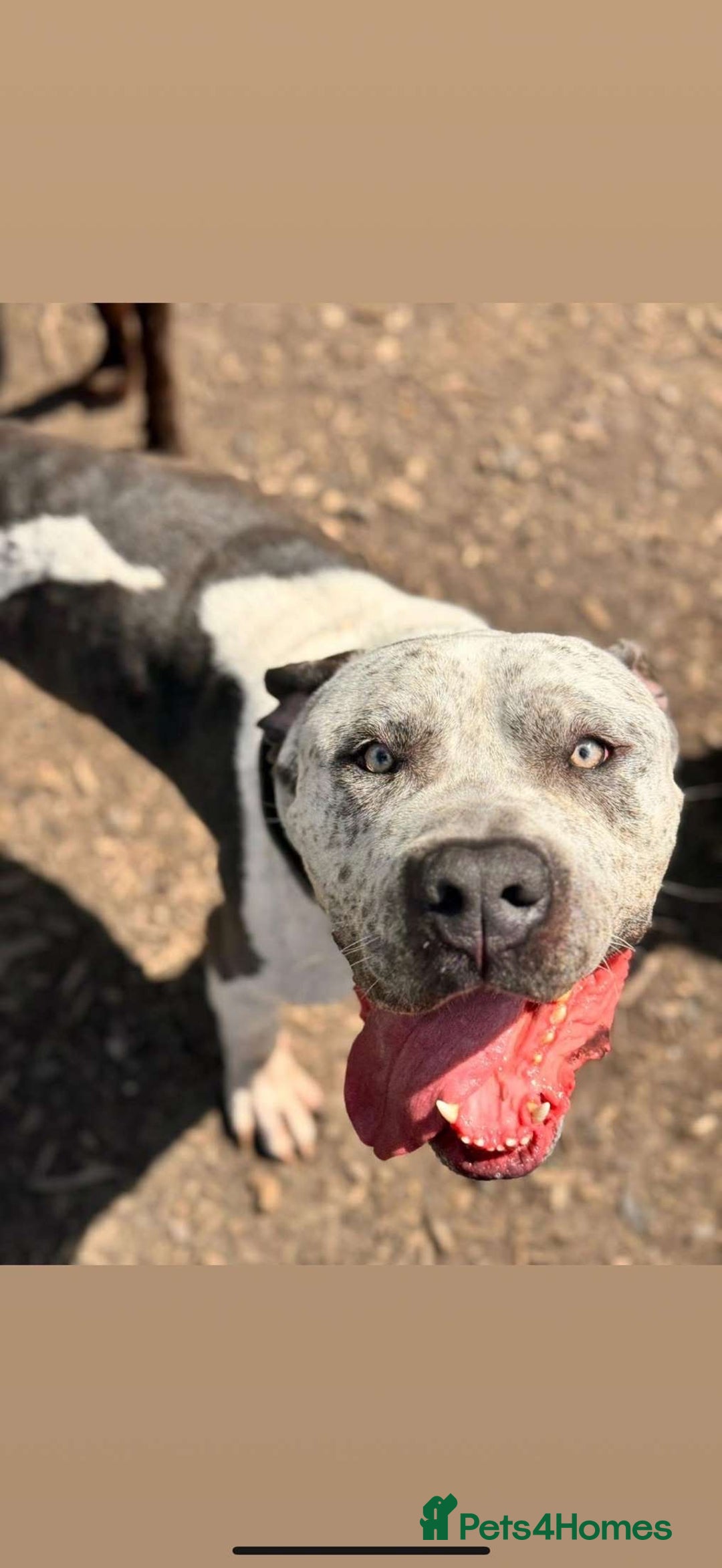 Mixed Breed dogs for sale: Mixed cane corso - Advert 1