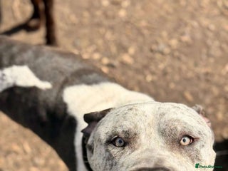 Mixed Breed dogs Mixed cane corso - Advert 1