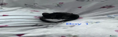 Boy 1