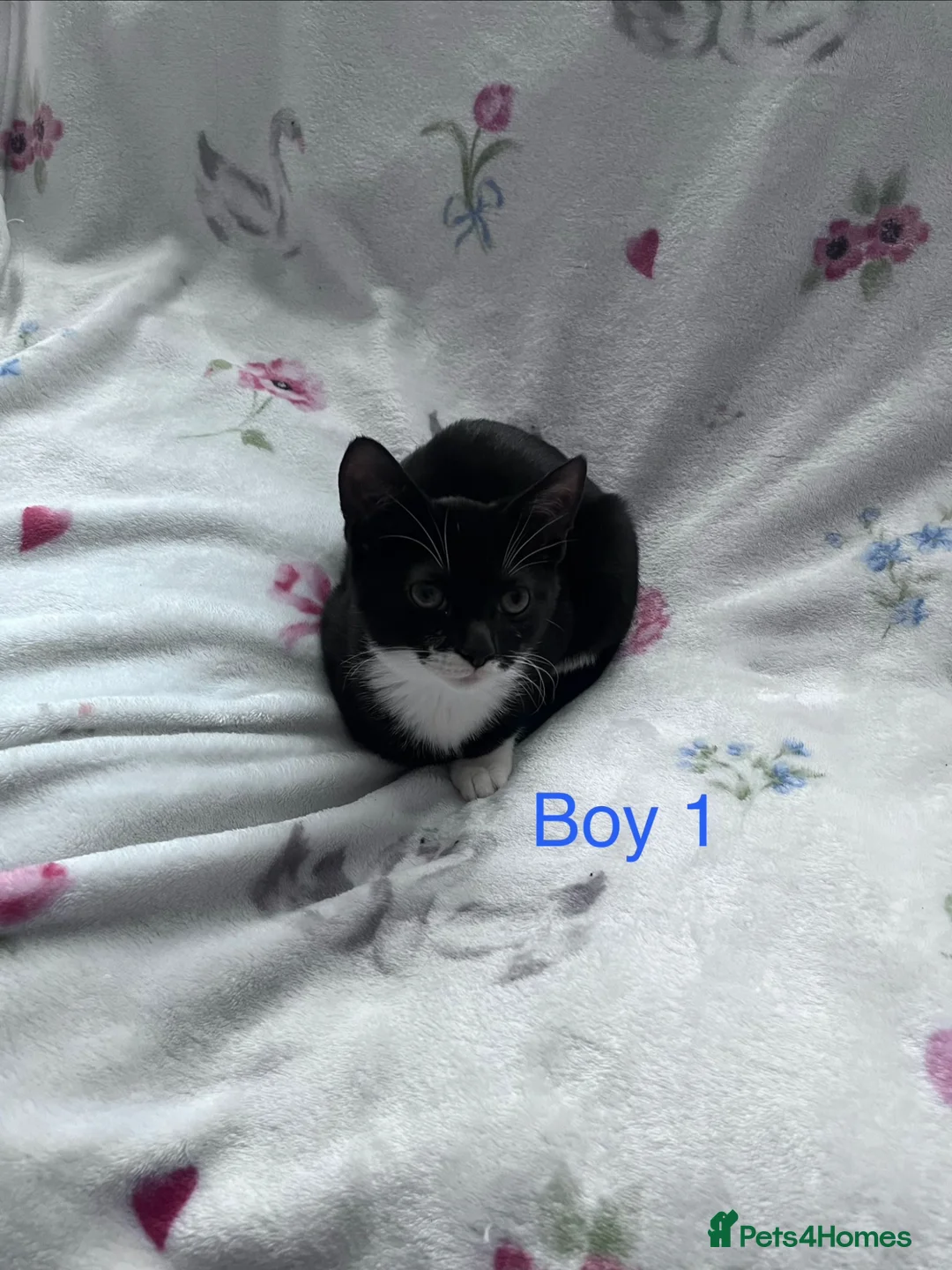 Mixed Breed cats for sale: 3 Black and White Kittens - Advert 2