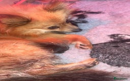 Pomeranian dogs for sale: Pomeranian puppies  - Image 8