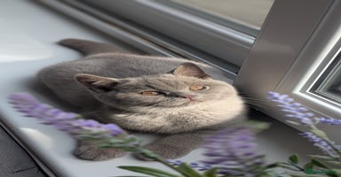 British Shorthair cats - Advert 5