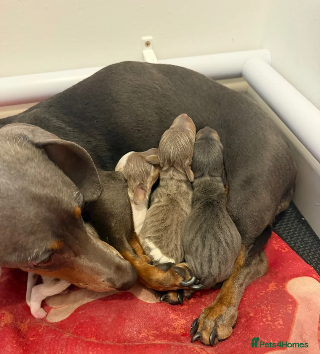 Dachshund dogs for sale: ✨🐾Exceptional Dachshund Puppies-Rare Colours🐾✨ in Chorley - Advert 2