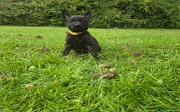 Belgian Shepherd Dog dogs for sale: Duch scheperd puppy for sale in Warrington - Image 16