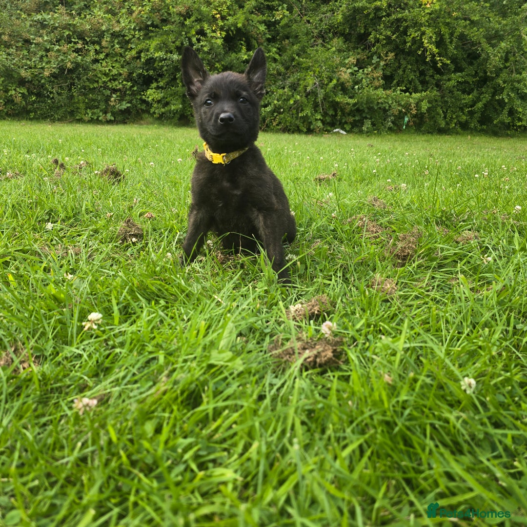 Belgian Shepherd Dog dogs for sale: Duch scheperd puppy for sale in Warrington - Image 16