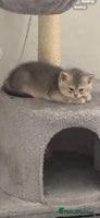 Scottish Fold cats Scottish Shorthair fluffy purebred kittens - Advert 13