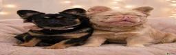 French Bulldog dogs for sale: Kc reg fluffy frenchies - Advert 25