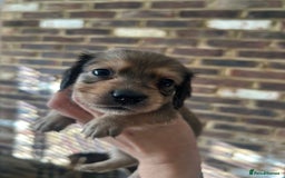 Miniature Dachshund dogs for sale: long haired miniature dachshund puppies - Image 16