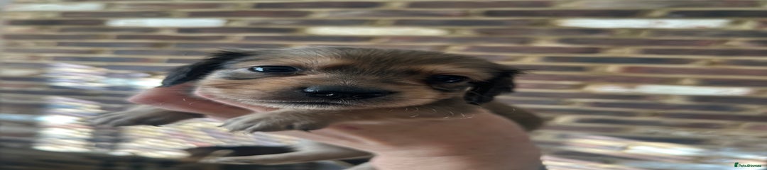 Miniature Dachshund Puppy 5