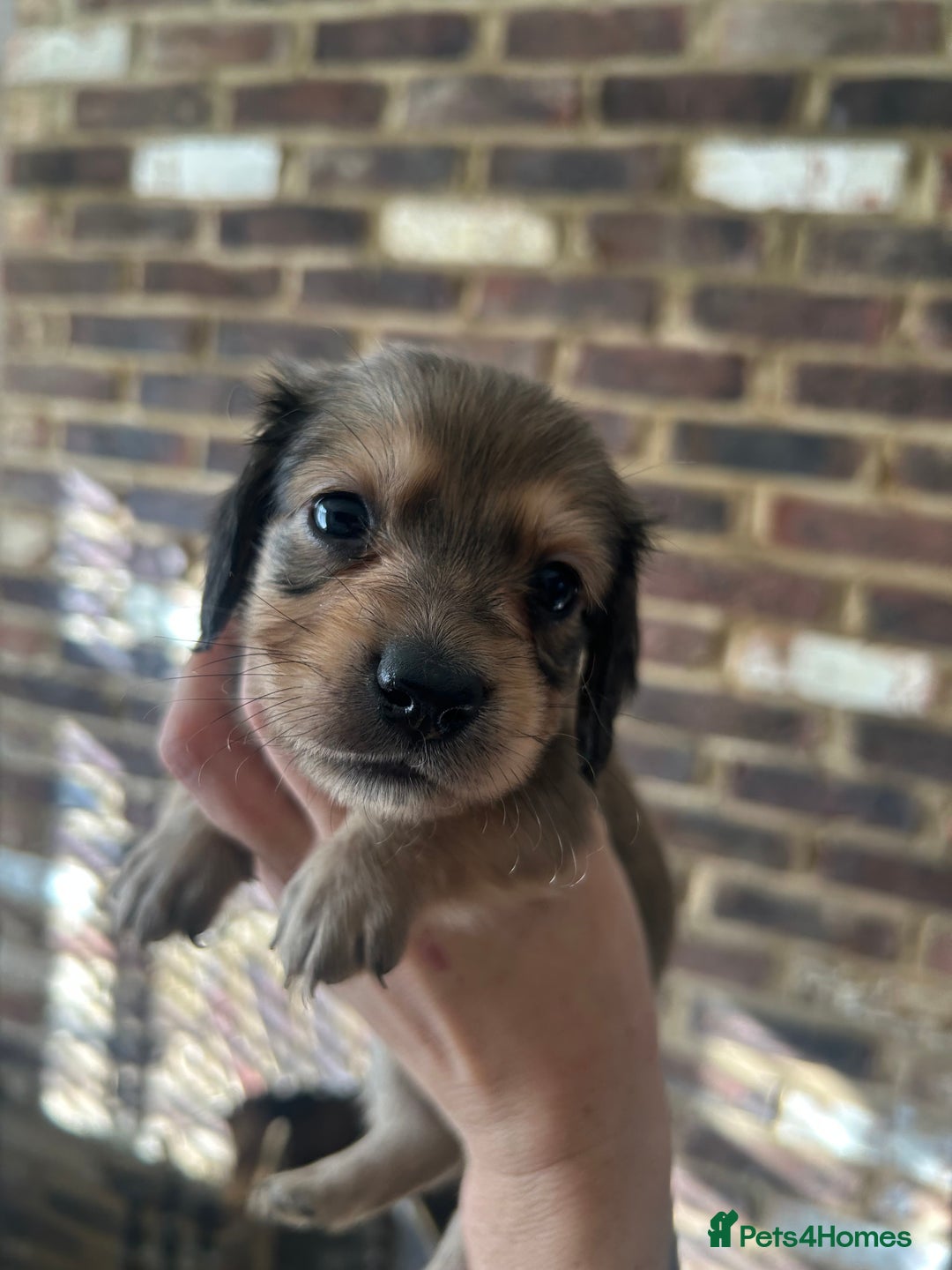 Miniature Dachshund dogs for sale: long haired miniature dachshund puppies - Image 16