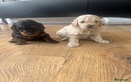 Cavapoo dogs for sale: Miniature cavapoos  - Image 16