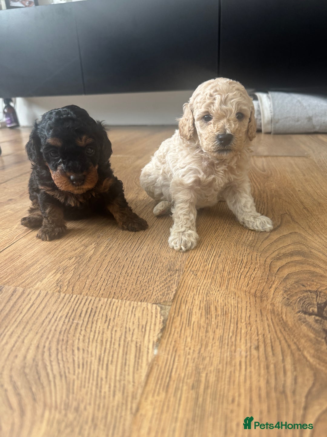 Cavapoo dogs for sale: Miniature cavapoos  - Image 16