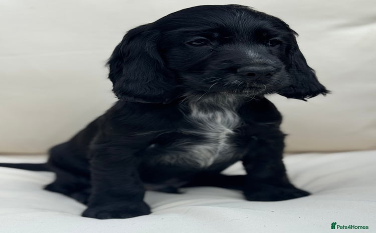 Cocker Spaniel dogs - Advert 3