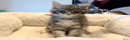Maine Coon cats for sale: Stunning MaineCoon kittens  in Manchester - Advert 28