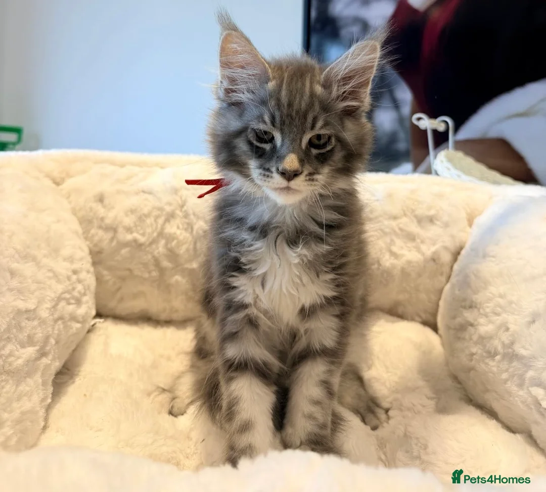 Maine Coon cats for sale: Stunning MaineCoon kittens  in Manchester - Advert 28