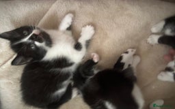 Mixed Breed cats for sale: Beautiful marking very fluffy  - Image 4