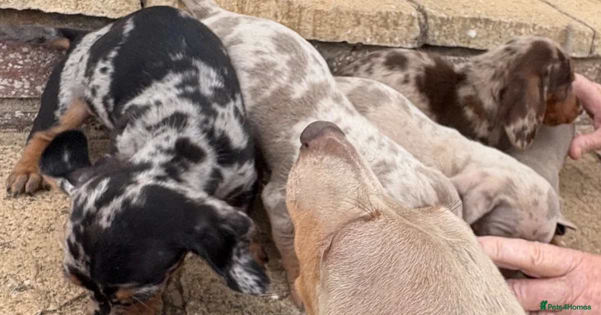 Isabella Dapple Dachshund Puppies For Sale Pets4Homes isabella-dapple-dachshund-puppies-for-sale-pets4homes