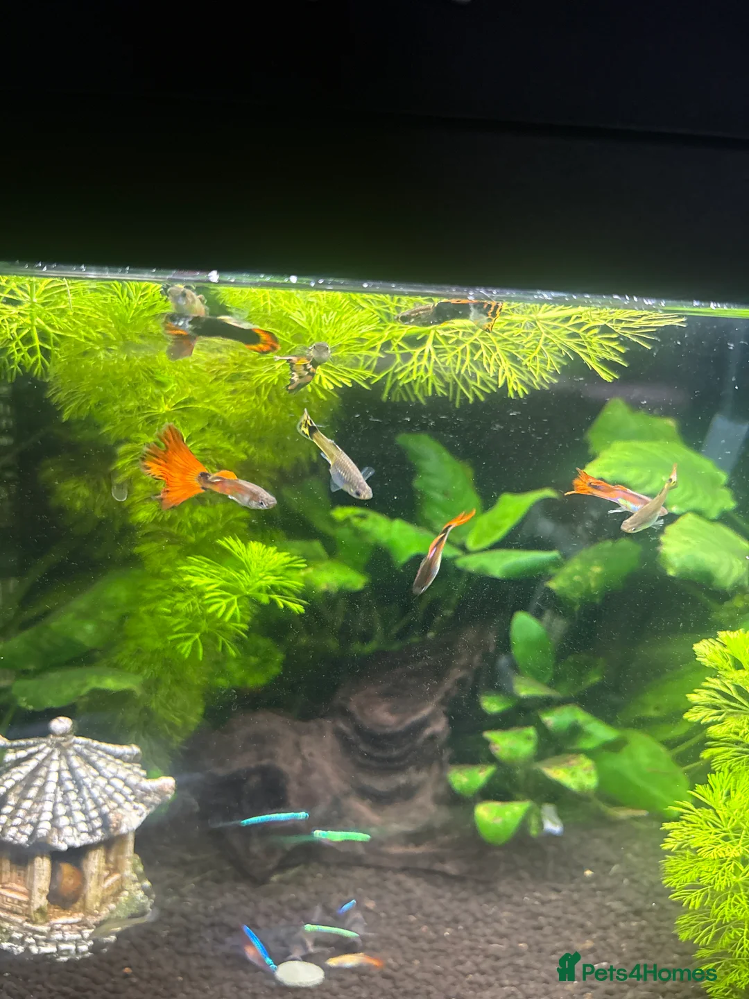 Other/Mixed Breed fish for sale: Male and female guppies  - Advert 2