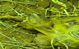 Tortoise reptiles for sale: Horsefield tortoise  - Image 3