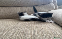 Mixed Breed cats for sale: 7 beautiful kittens - Image 14