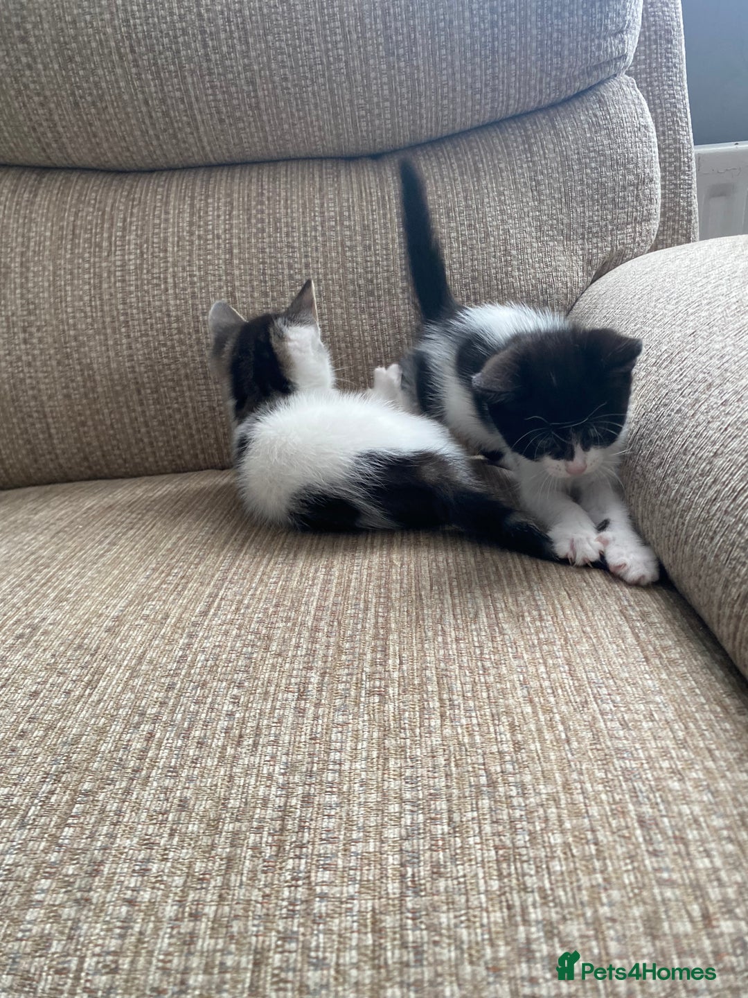 Mixed Breed cats for sale: 7 beautiful kittens - Image 14