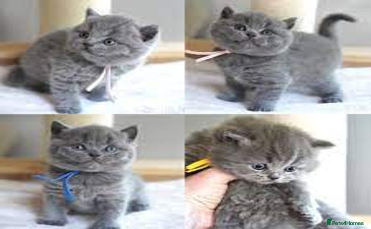 British Shorthair cats 2 Adorable Fluffy BSH Kittens - Advert 13