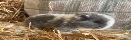 Mini Lop rabbits for sale: Mini lops ready to reserve  - Advert 6