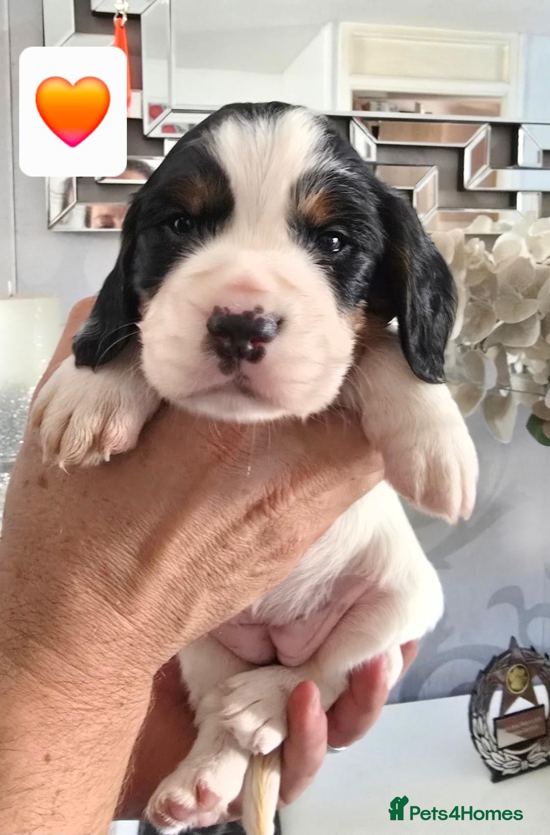 Cocker Spaniel dogs Pedigree Working cocker spaniel puppies for sale - Advert 1