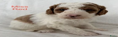 Australian Labradoodle 10