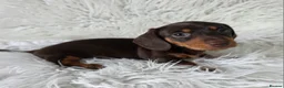 Miniature Dachshund dogs for sale: kc reg, pra clear daxi pups. 5* licensed breeder  - Advert 3