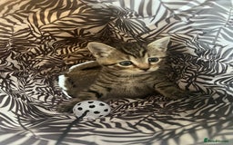 British Shorthair cats for sale: 🐾✨British Shorthair × Silver Tabby Kittens✨🐾 - Image 7