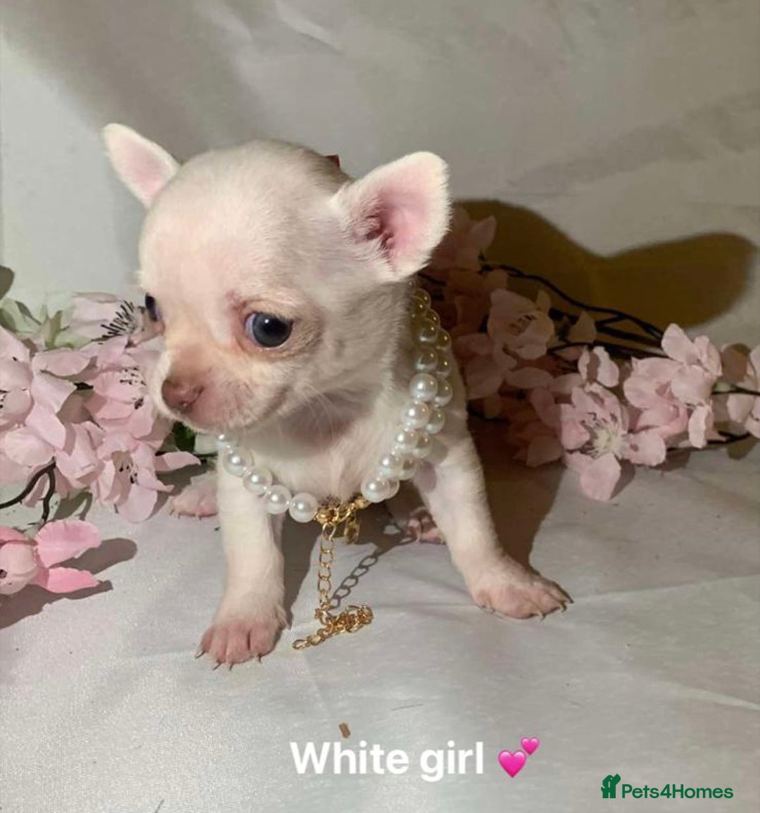Chihuahua dogs for sale: Tiny chihuahua puppies  - Image 10