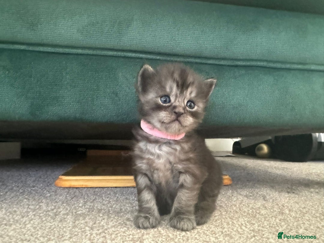 Ragcoon cats for sale: BEAUTIFUL RAGCOONS - Advert 6