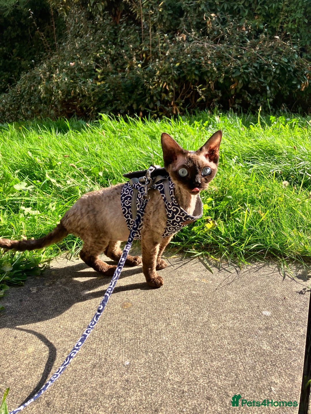 Devon Rex cats for sale: GCCF Registered Young Adult Females - Advert 18