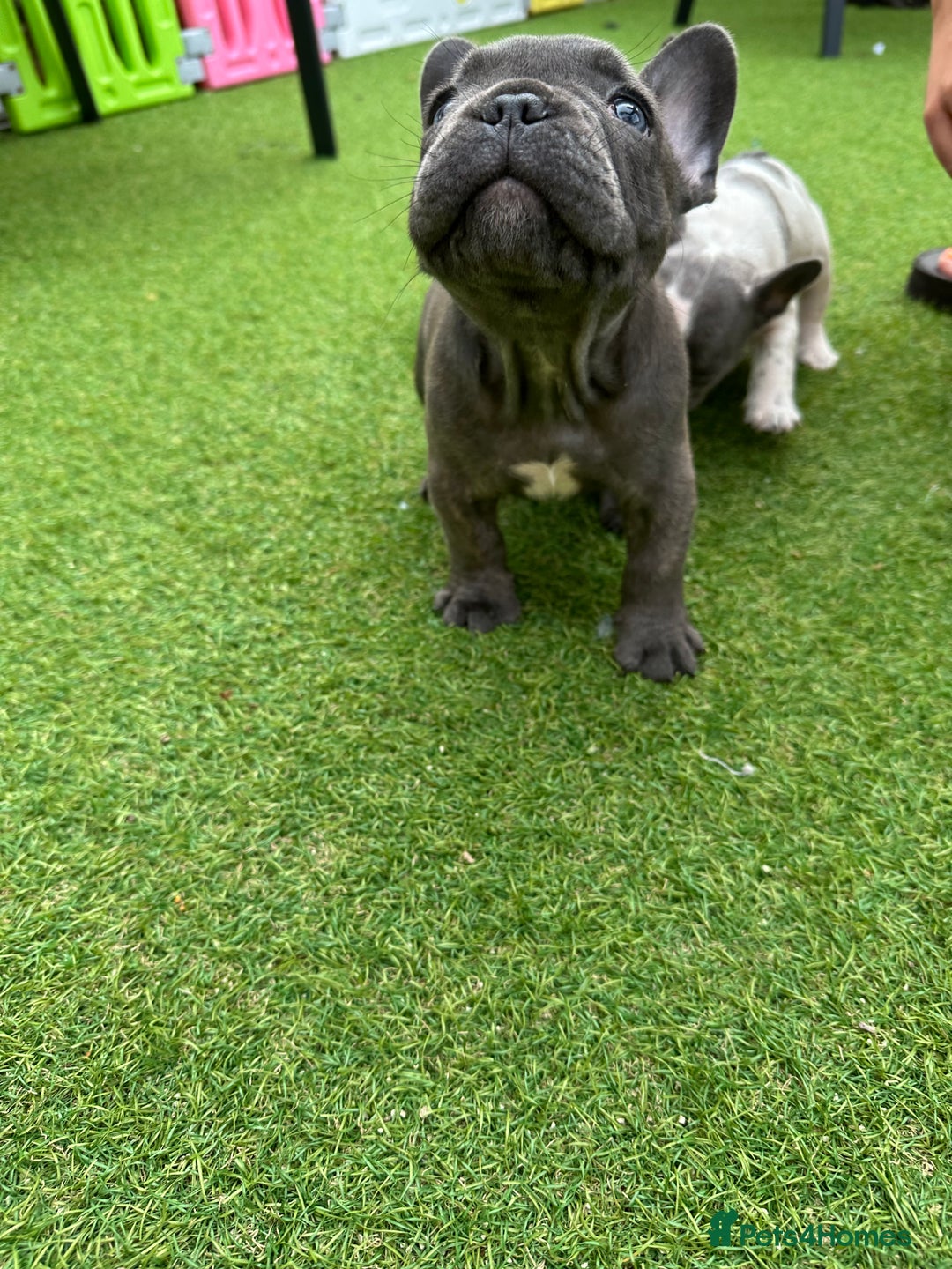 French Bulldog dogs for sale: Frenchies for sale <3 - Image 6