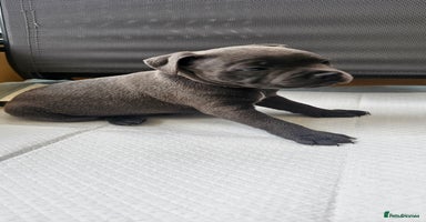 Staffordshire Bull Terrier dogs  💙Adorable Blue Staffy Puppies Available! 💙  - Advert 15