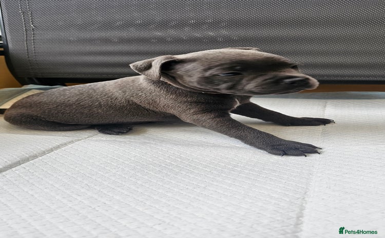 Staffordshire Bull Terrier dogs  💙Adorable Blue Staffy Puppies Available! 💙  - Advert 3