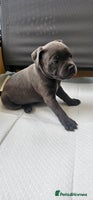 Staffordshire Bull Terrier dogs 💙Adorable Blue Staffy Puppies Available! 💙 - Advert 2