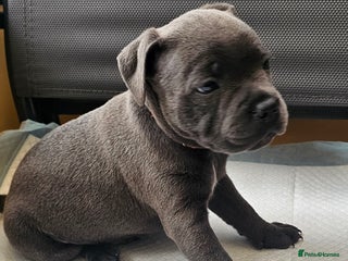 Staffordshire Bull Terrier dogs 💙Adorable Blue Staffy Puppies Available! 💙 - Advert 1