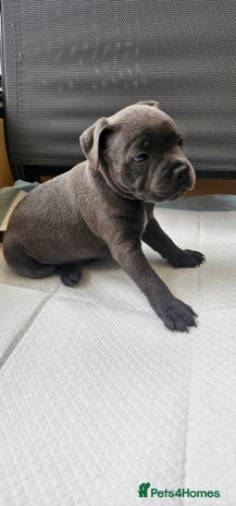 Staffordshire Bull Terrier dogs 💙Adorable Blue Staffy Puppies Available! 💙 - Advert 3
