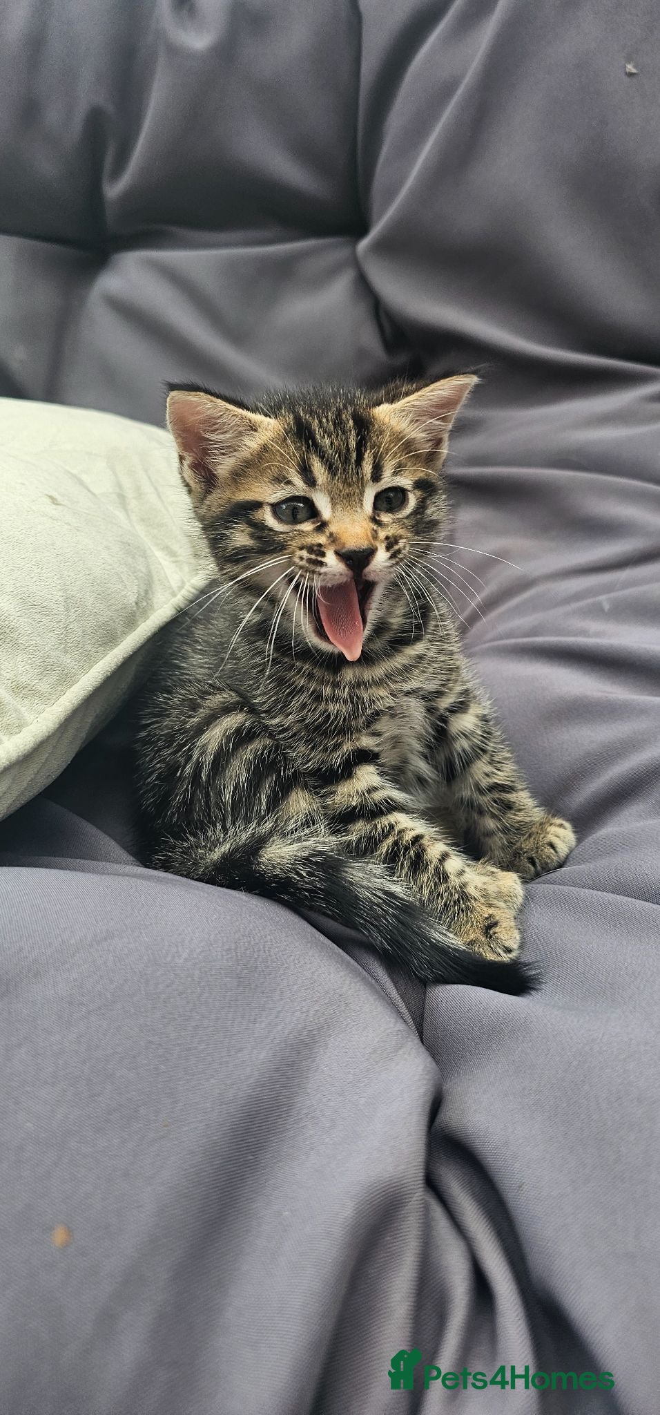 Mixed Breed cats Beautiful Bengal Mix Kittens - Advert 1