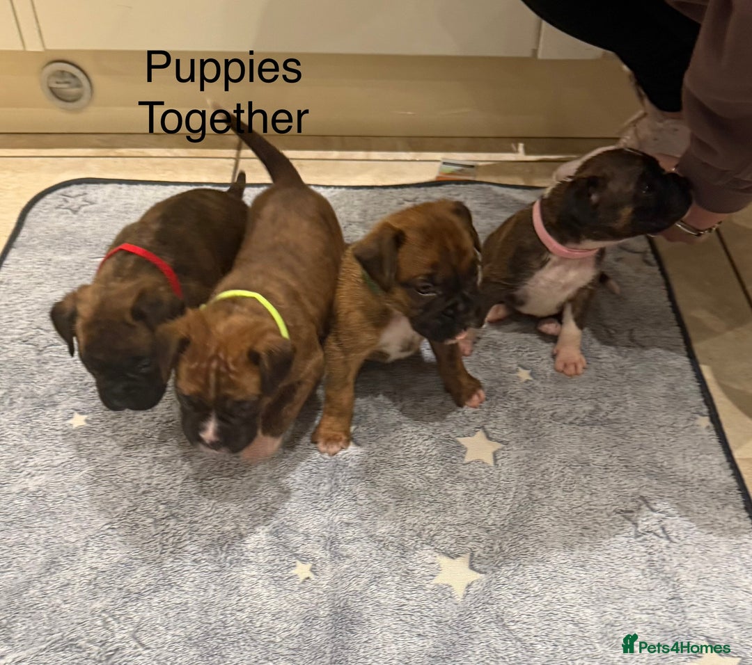Boxer dogs for sale: Boxer Puppies  - Advert 30